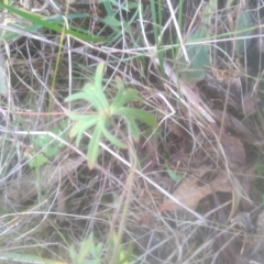 Geranium retrorsum at Cooma, NSW - 12 May 2024