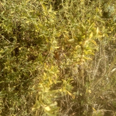 Hibbertia obtusifolia at Cooma North Ridge Reserve - 12 May 2024 by mahargiani