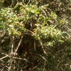 Atriplex semibaccata at Cooma North Ridge Reserve - 12 May 2024 02:22 PM