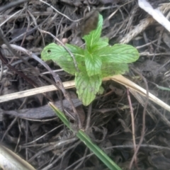 Mentha x piperita (Peppermint) at Cooma North Ridge Reserve - 12 May 2024 by mahargiani