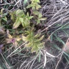 Mentha x piperita at Cooma North Ridge Reserve - 12 May 2024