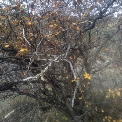 Cydonia oblonga (Quince) at Cooma North Ridge Reserve - 12 May 2024 by mahargiani