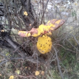 Cydonia oblonga at Cooma North Ridge Reserve - 12 May 2024