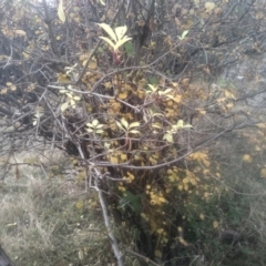 Sambucus nigra (Elderberry) at Cooma North Ridge Reserve - 14 May 2024 by mahargiani