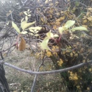 Sambucus nigra at Cooma North Ridge Reserve - 14 May 2024 02:17 PM