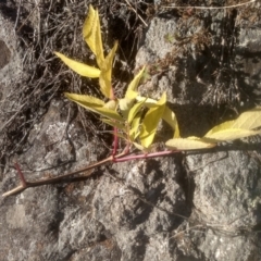 Sambucus nigra at Cooma North Ridge Reserve - 14 May 2024 02:17 PM