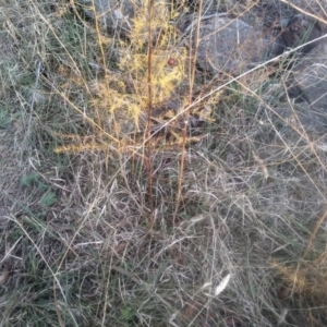 Asparagus officinalis at Cooma North Ridge Reserve - 12 May 2024