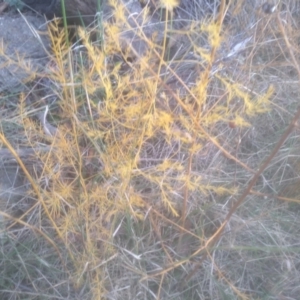 Asparagus officinalis at Cooma North Ridge Reserve - 12 May 2024