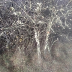 Prunus sp. at Cooma North Ridge Reserve - 12 May 2024 by mahargiani