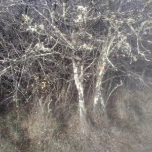 Prunus sp. at Cooma North Ridge Reserve - 12 May 2024