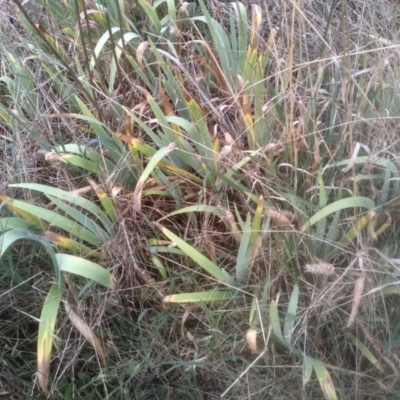 Iris germanica (Tall Bearded Iris) at Cooma North Ridge Reserve - 12 May 2024 by mahargiani