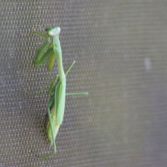 Unidentified Praying mantis (Mantodea) at West Wodonga, VIC - 12 May 2024 by KylieWaldon