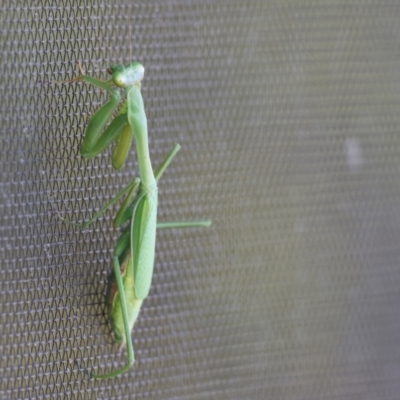 Pseudomantis albofimbriata at Wodonga - 12 May 2024 by KylieWaldon