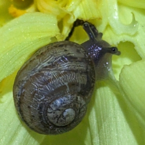 Cornu aspersum (Common Garden Snail) at Lions Youth Haven - Westwood Farm A.C.T. by HelenCross