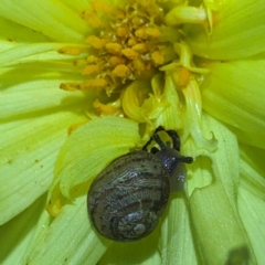 Cornu aspersum at Lions Youth Haven - Westwood Farm A.C.T. - 12 May 2024 05:38 PM