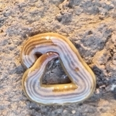 Fletchamia quinquelineata (Five-striped flatworm) at Bungendore, NSW - 12 May 2024 by clarehoneydove