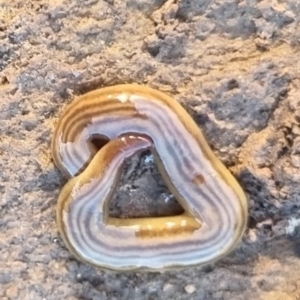 Fletchamia quinquelineata (Five-striped flatworm) at suppressed by clarehoneydove