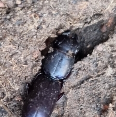 Carenum tinctilatum (Digger carab beetle) at QPRC LGA - 12 May 2024 by clarehoneydove