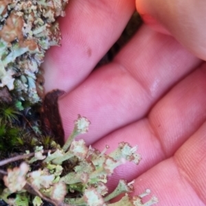 Cladonia cervicornis at QPRC LGA - 12 May 2024