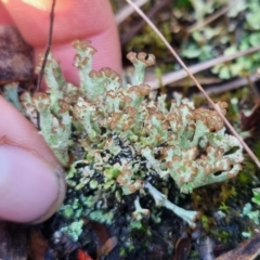 Cladonia cervicornis at QPRC LGA - 12 May 2024