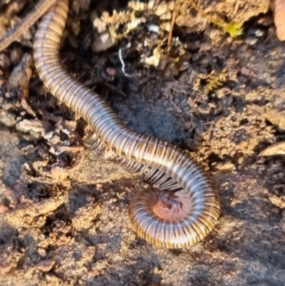 Juliformia sp. (superorder) (A Juliform millipede) at suppressed - 12 May 2024 by clarehoneydove