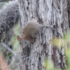 Antechinus stuartii (Brown Antechinus) at Royal National Park - 16 Feb 2024 by Dsridley