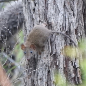 Unidentified Antechinus at suppressed by Dsridley