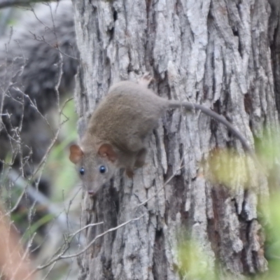 Unidentified Antechinus at Royal National Park, NSW - 16 Feb 2024 by Dsridley