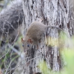 Antechinus stuartii at Royal National Park - 16 Feb 2024 06:43 PM