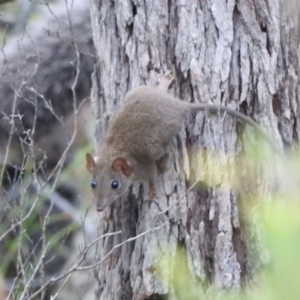 Antechinus stuartii at Royal National Park - 16 Feb 2024 06:43 PM