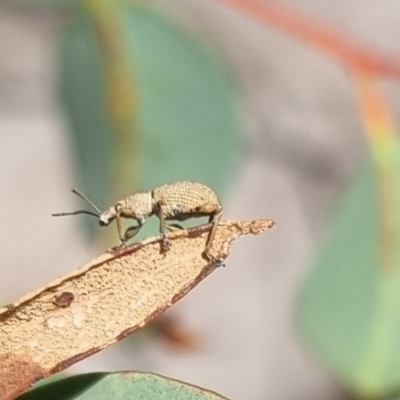 Merimnetes (genus) (A weevil) at QPRC LGA - 22 Mar 2024 by clarehoneydove