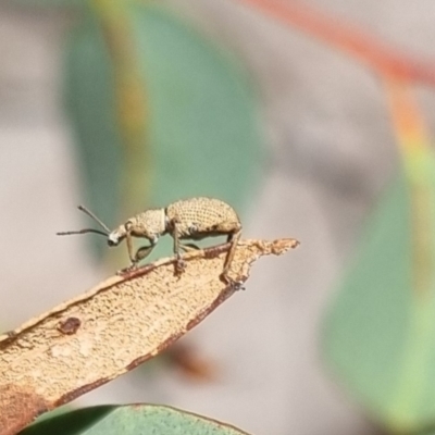 Merimnetes sp. (genus) (A weevil) at Bungendore, NSW - 22 Mar 2024 by clarehoneydove