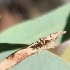 Merimnetes sp. (genus) at QPRC LGA - 22 Mar 2024