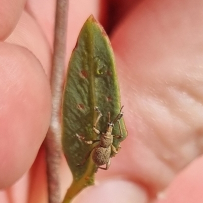 Merimnetes (genus) (A weevil) at QPRC LGA - 22 Mar 2024 by clarehoneydove