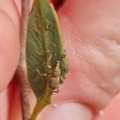 Merimnetes sp. (genus) at QPRC LGA - suppressed