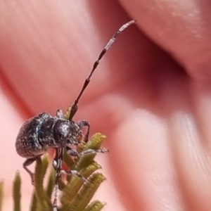 Ancita sp. (genus) at QPRC LGA - 24 Mar 2024