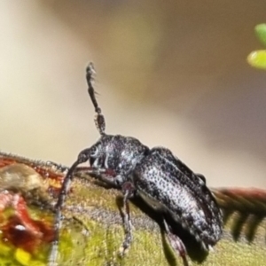 Ancita sp. (genus) at QPRC LGA - 24 Mar 2024