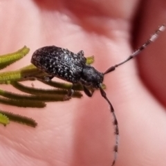 Ancita sp. (genus) at QPRC LGA - 24 Mar 2024