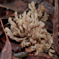 Unidentified Coralloid fungus, markedly branched at Acton, ACT - 12 May 2024 by TimL