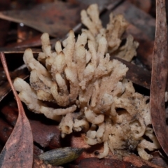 Clavulina vinaceocervina at ANBG - 12 May 2024 by TimL