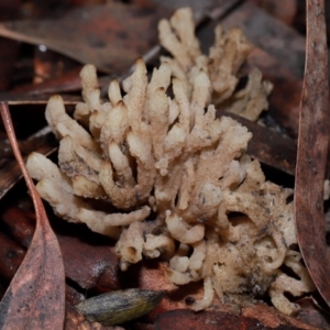 Clavulina sp. at ANBG - 12 May 2024