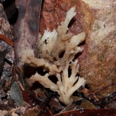 Clavulina sp. at ANBG - 12 May 2024 12:06 PM