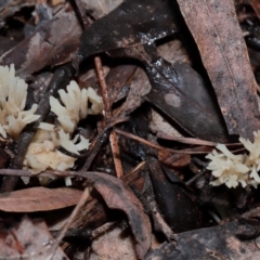 Clavulina sp. at ANBG - 12 May 2024 12:06 PM