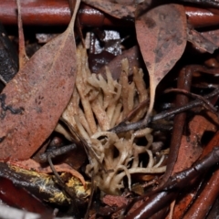 Clavulina sp. at ANBG - 12 May 2024