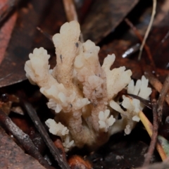 Clavulina sp. at ANBG - 12 May 2024 12:06 PM