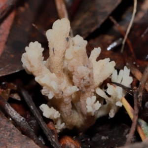 Clavulina sp. at ANBG - 12 May 2024 12:06 PM