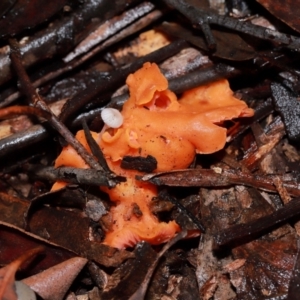 Cantharellus sp. at ANBG - 12 May 2024