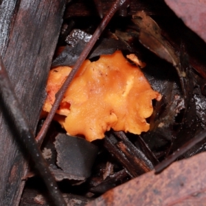 Cantharellus sp. at ANBG - 12 May 2024