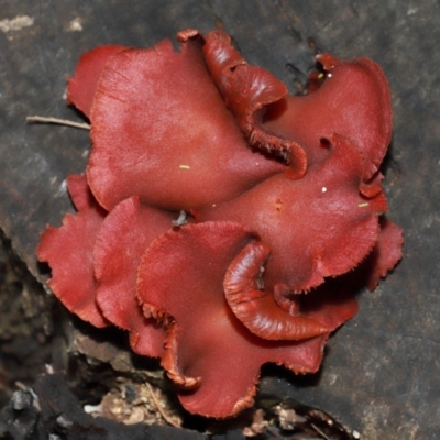 Tubaria rufofulva (Burgundy Wood Tubaria) at Acton, ACT - 12 May 2024 by TimL