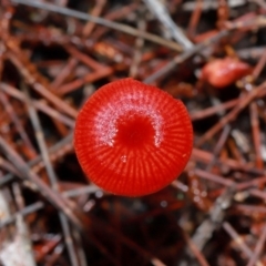 Cruentomycena viscidocruenta (Ruby Mycena) at ANBG - 12 May 2024 by TimL